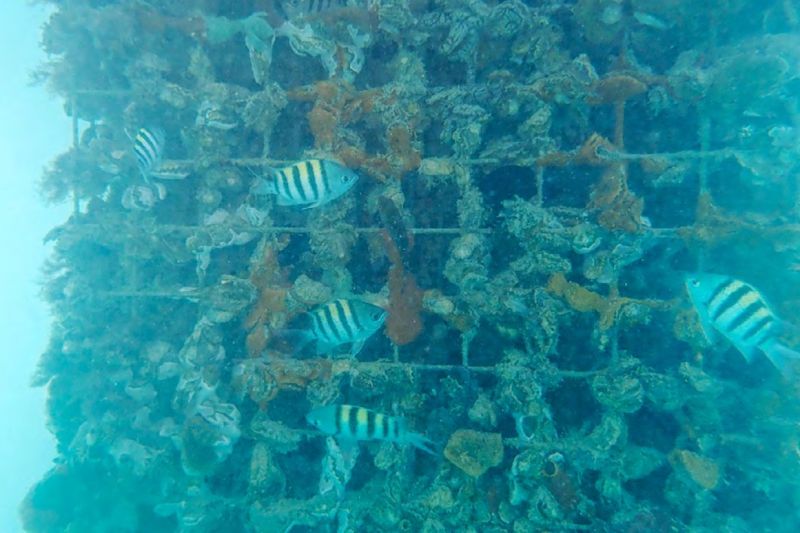 Présence de poissons sur les structures Biohut© immergées au large de la marina