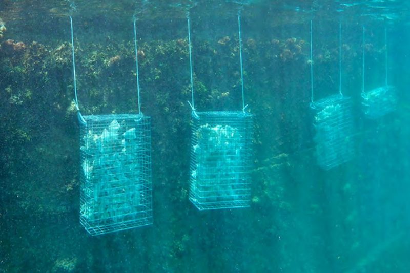 Relancer la biodiversité marine dans les ports et marinas